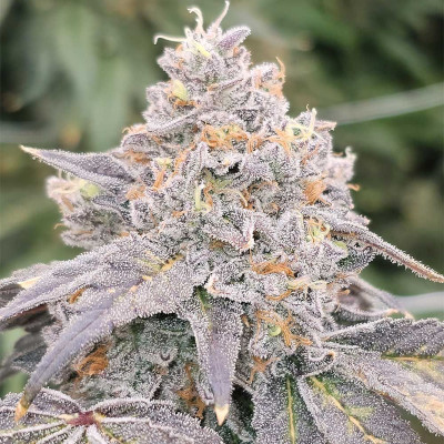 Zowahh Fresca [Karma Genetics] | € 78,20