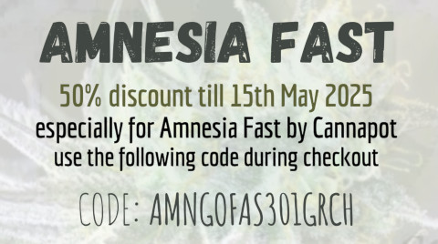 Cannapot Seeds Amnesia Fast - Outdoorseeds