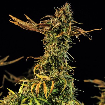 cannabis-hybrid-online-order-cannapot