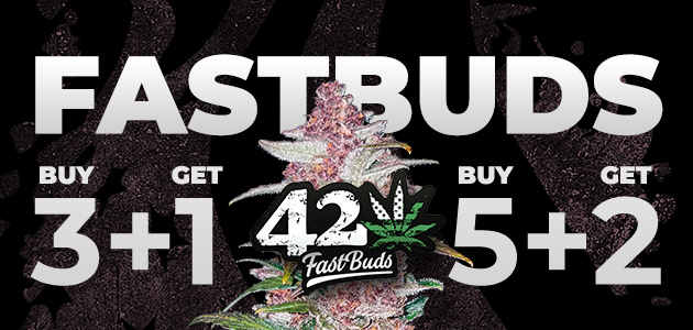 gratis fast bud hanfsamen - automatische Cannabissamen bei Cannapot