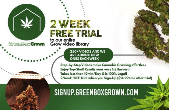 greenbox-grow-2-week-trial-cannabisseeds-cannapot
