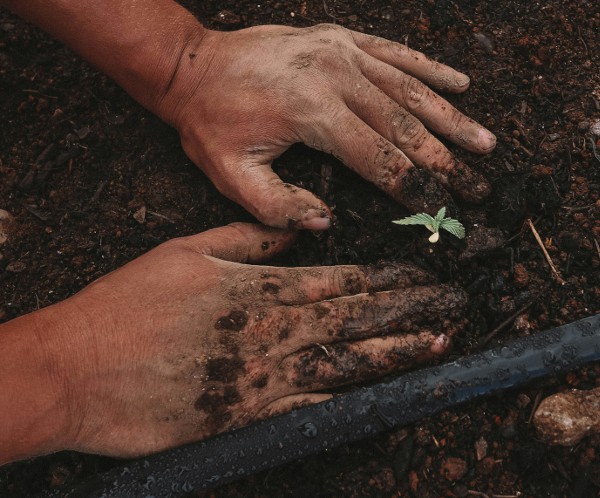 información básica sobre el cultivo del cáñamo