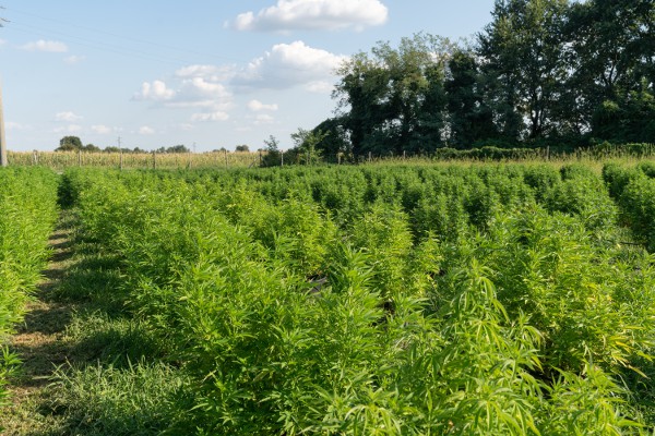 uso industrial del cáñamo en el cultivo