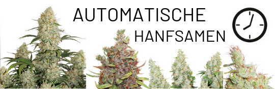 verschiedene-lowryder-hanfsamen-und-automatische-genetik-bei-cannapot