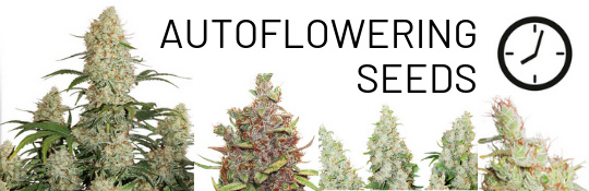 order lowryder cannabis seeds at cannapot - automatic strains