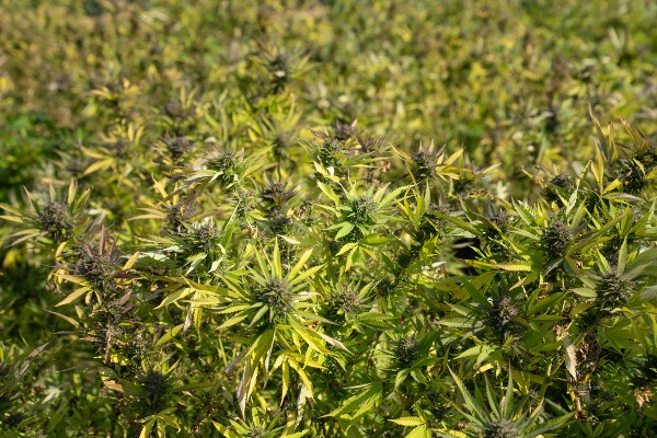 medical cannabis flowers - marihuana medicine