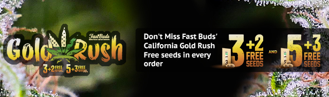 Fast Bud Seeds - Angebote - Promotion - Gold Rush -automatische Hanfsamen 2018