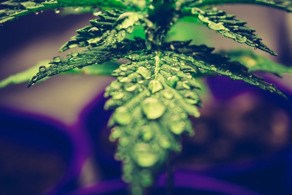 les terpènes dans les fleurs de cannabis - l'odeur - le parfum et la défonce